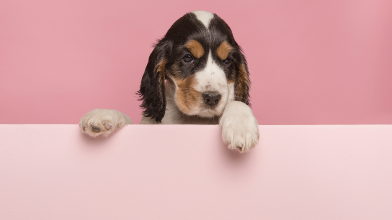 Signification de la carte du Mat : Tarot Rider-Waite-Smith